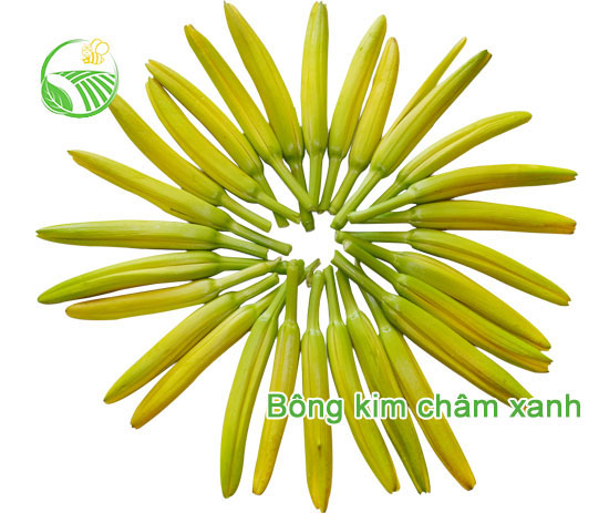 Bông Kim Châm Xanh
