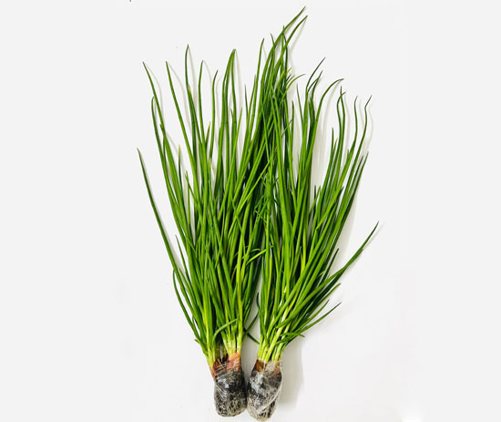 Hydroponic Green Onion