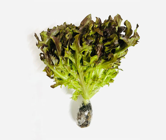 Hydroponic Red Frisee Lettuce