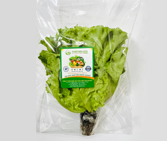 Hydroponic LoLo Lettuce