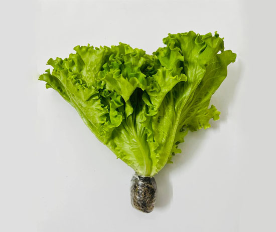 Hydroponic LoLo Lettuce