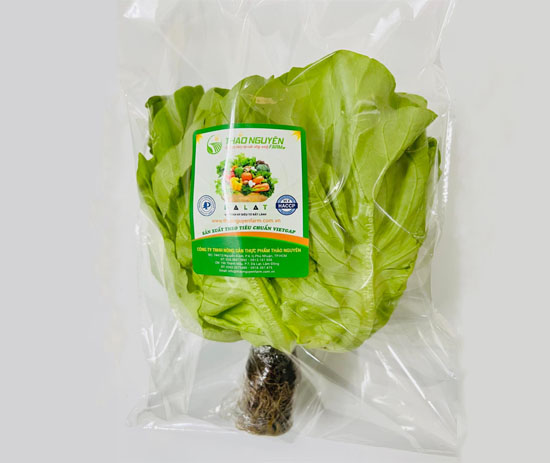 Hydroponic Fat Lettuce