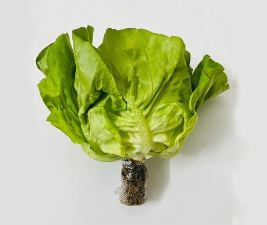 Hydroponic Fat Lettuce