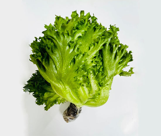 Hydroponic Glass Lettuce