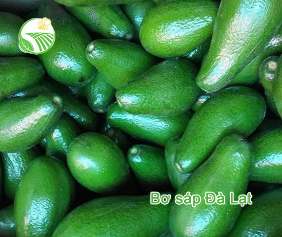 Avocado