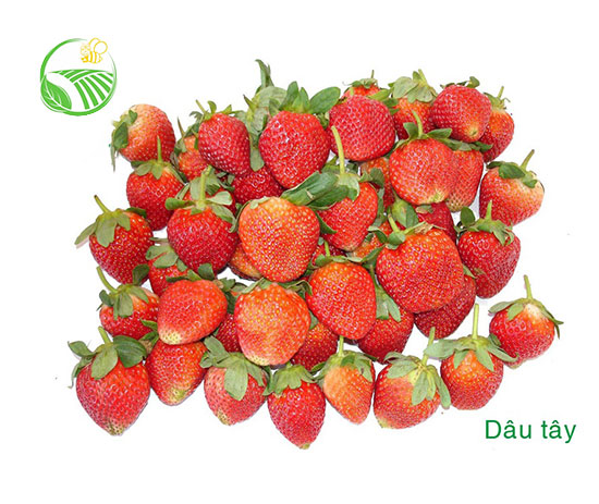 Dâu Tây Đà Lạt